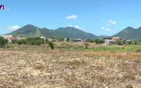 Nông dân Khánh Hòa ồ ạt bán đất trồng mía