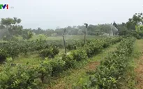 Chàng trai trẻ với đam mê trồng chè hữu cơ