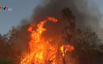 Nhiều lỗ hổng trong quản lý rừng kinh tế