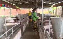 Xác minh lợn âm tính dịch tả lợn châu Phi sau khi ăn hèm rượu