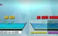 Nhân rộng mô hình nuôi tôm siêu tiết kiệm