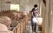 Dịch tả lợn Châu Phi hoành hành tại Quảng Nam