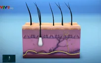 Phát hiện cơ quan mới dưới da trong cơ thể người