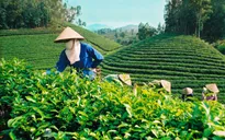 Xuất khẩu chè của Việt Nam tăng mạnh