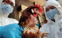 Ca nhiễm cúm gia cầm H5N6 ở người tại Trung Quốc