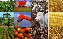 Thị trường hàng hóa biến động trái chiều