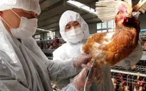 Ca nhiễm cúm H5N6 ở người đầu tiên tại Bắc Kinh, Trung Quốc