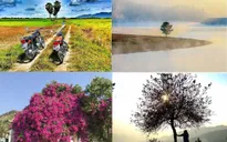 Những cây xanh vô tình trở thành điểm "sống ảo" khiến giới trẻ mê mệt
