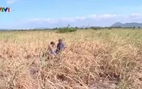 Hàng ngàn ha mía chết do nắng hạn, nguy cơ thiếu hụt nguyên liệu