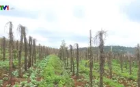 Đắk Nông: Tiêu chết, nông dân vay nóng trả nợ ngân hàng