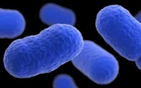 Tây Ban Nha cảnh báo nhiễm khuẩn listeria trong thịt hộp
