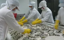 31 Vietnamese shrimp exporters to US enjoy 0% tax