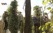 Tháo gỡ khó khăn trong sản xuất và tiêu thụ hồ tiêu