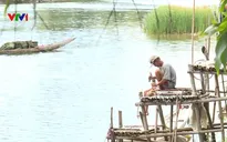 Xâm nhập mặn, nhiều diện tích cây trồng thiếu nước tưới