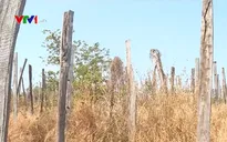 Năm 2018, cả nước có 21.000 ha hồ tiêu bị chết