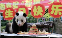 Gấu trúc già nhất thế giới mừng sinh nhật