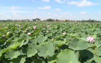 Nông dân chủ động ứng phó lũ thấp