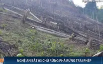 Nghệ An bắt tạm giam 3 chủ rừng có hành vi chặt phá trái phép