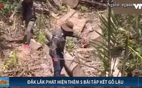 Đắk Lắk: Phát hiện thêm 5 bãi tập kết gỗ lậu quy mô lớn