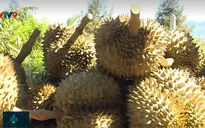 Tìm đầu ra cho đặc sản sầu riêng Khánh Hòa