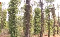Vỡ quy hoạch hồ tiêu