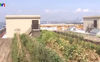 Mô hình trồng rau phủ xanh mái nhà đô thị tại New York, Mỹ