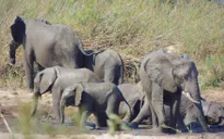 CITES bảo vệ quyền của loài voi hoang dã châu Phi
