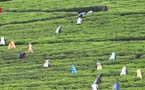 Xuất khẩu chè của Sri Lanka đạt mức cao kỷ lục