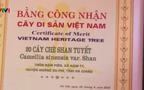 Chè Shan tuyết cổ thụ được công nhận là cây di sản Việt Nam