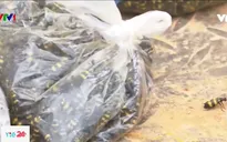 Nhiều trẻ em ở Kon Tum bị bỏng, lở loét do bắt sâu ban miêu