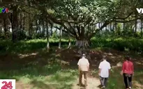 Cây đa Bác Hồ và phong trào trồng cây theo di chúc của Người