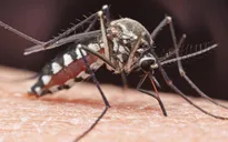 Phát hiện thêm các trường hợp nhiễm virus hiếm tại Mỹ