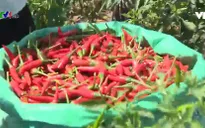 Tới thăm vùng "ớt ngọt" Thanh Bình