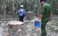 Khởi tố vụ án hình sự vụ cưa trộm gỗ tại Khu rừng phòng hộ Dầu Tiếng