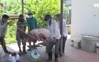 Quảng Nam: Dịch tả lợn Châu Phi bùng phát phức tạp