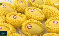 Tâm huyết đưa trái cây Việt chinh phục các thị trường khó tính