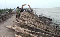 Cà Mau khắc phục hậu quả nước biển dâng cao bất thường