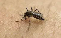 Phát hiện loại virus gây sưng màng não lây qua đường muỗi đốt