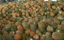 Giá dứa Đồng Tháp Mười tăng kỷ lục