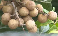 Chợ nhãn Hưng Yên tấp nập người mua kẻ bán