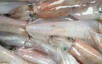 Tây Ban Nha tăng nhập khẩu mực, bạch tuộc từ Việt Nam