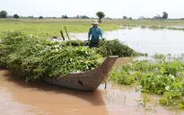 Hàng nghìn hộ dân ở ĐBSCL ngóng lũ về
