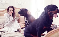 Angelina Jolie vẫn mạnh mẽ và đầy quyền lực