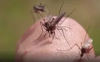 Mỹ: Ghi nhận những ca nhiễm virus Tây sông Nile đầu tiên ở người
