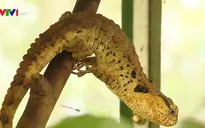 Trải nghiệm ngày mới tại Trạm Đa dạng sinh học Mê Linh, Vĩnh Phúc