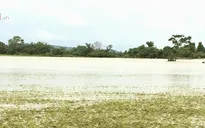 Đắk Lắk: Mưa lũ khiến 1 người chết, hàng ngàn hecta hoa màu bị ảnh hưởng