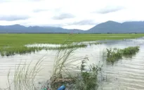 Thiệt hại do mưa lũ ở Bình Thuận