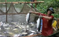 Tìm giải pháp tháo gỡ khó khăn cho ngành cá tra