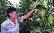 Mãng cầu xiêm Hậu Giang được công nhận nhãn hiệu