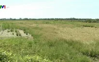 Quảng Nam gia tăng diện tích đất ruộng bỏ hoang